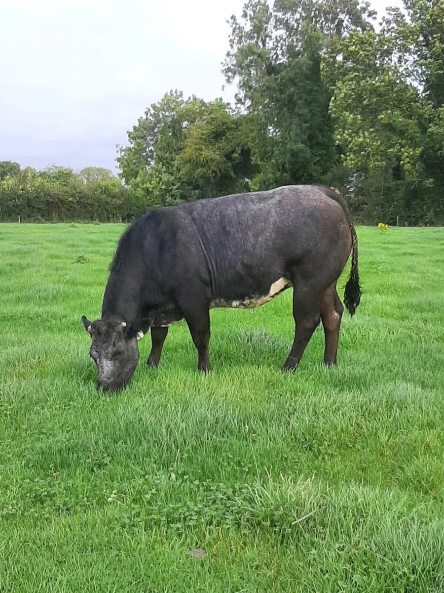 9 super in calf heifers - Image 2