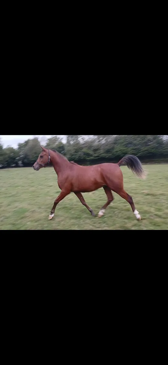 3yo gelding - Image 4