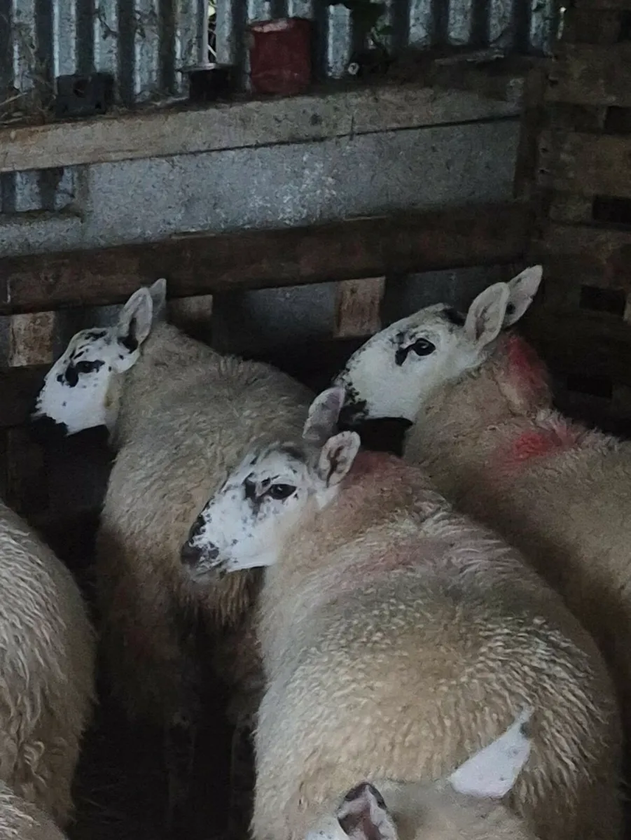 Brockie ewe lambs - Image 2
