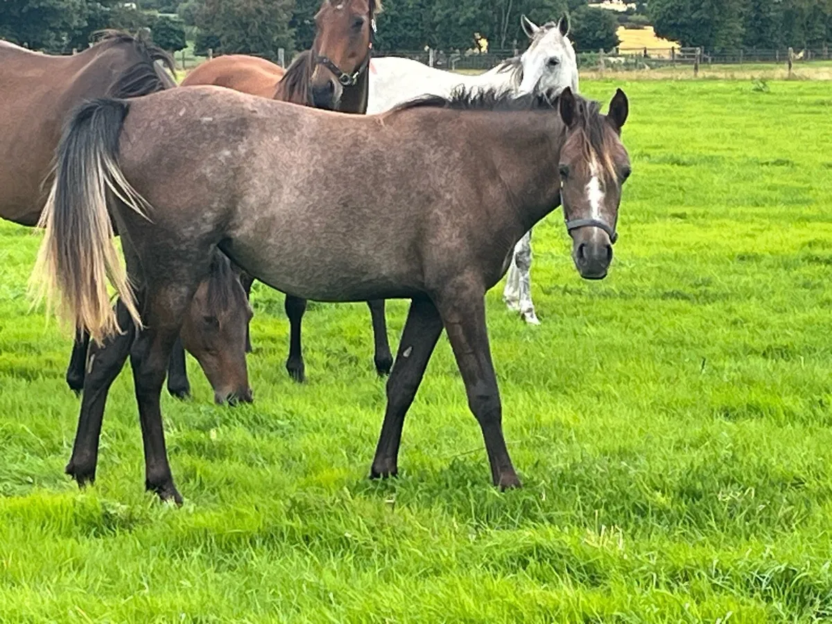 Arabian filly - Image 3