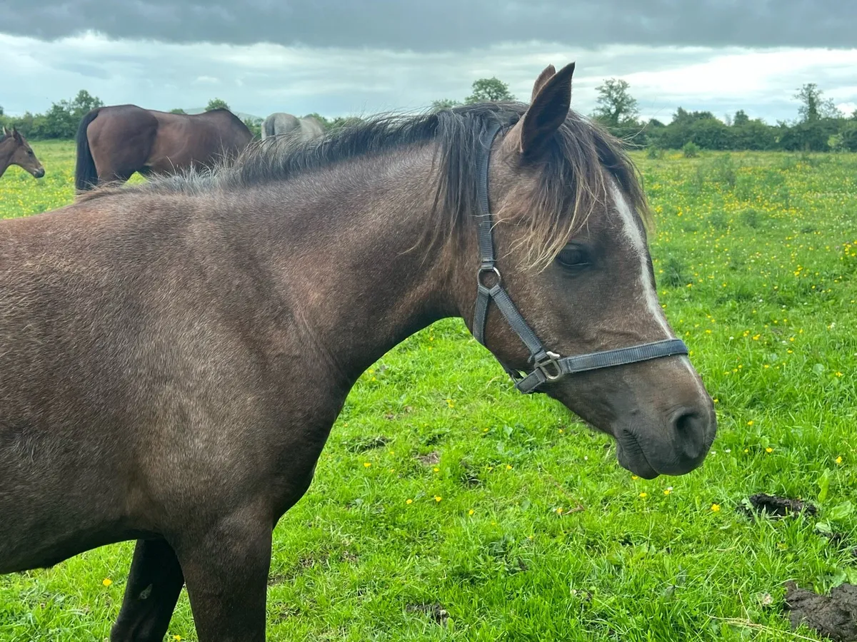 Arabian filly - Image 4