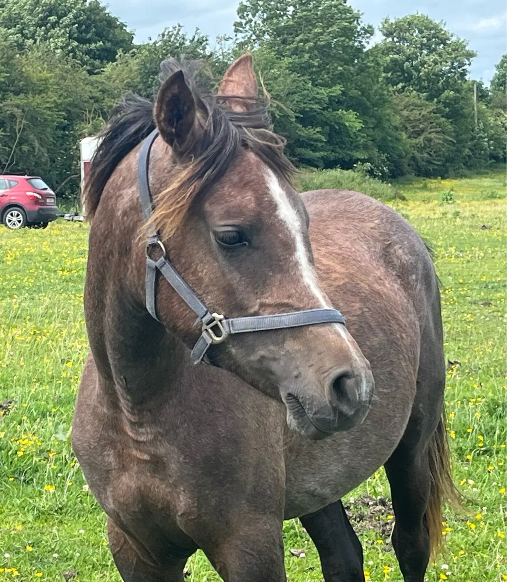 Arabian filly - Image 1