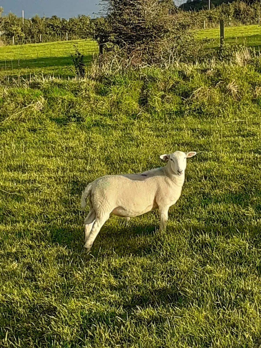 Easycare ram lambs - Image 1