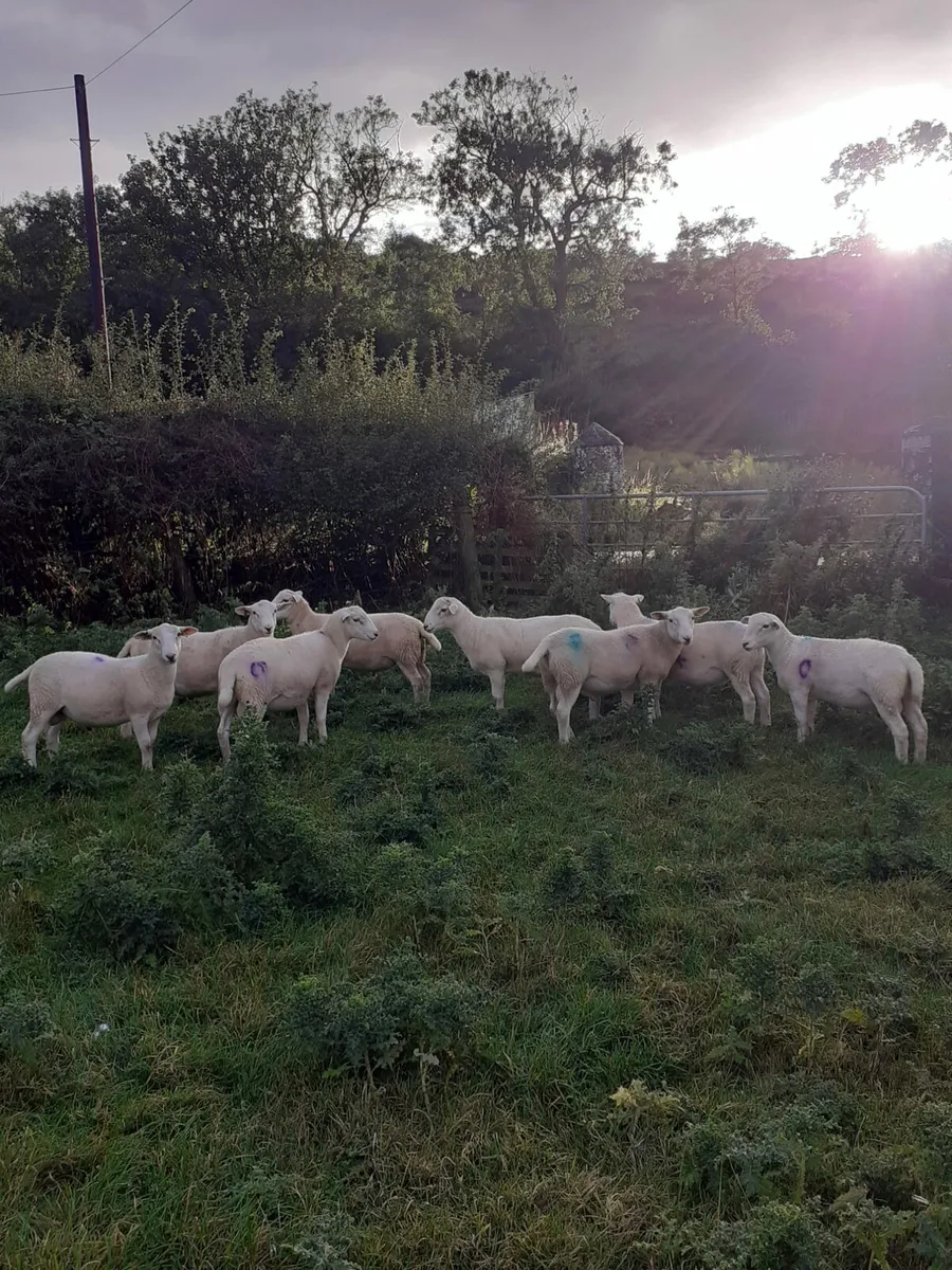 Easycare ram lambs - Image 2