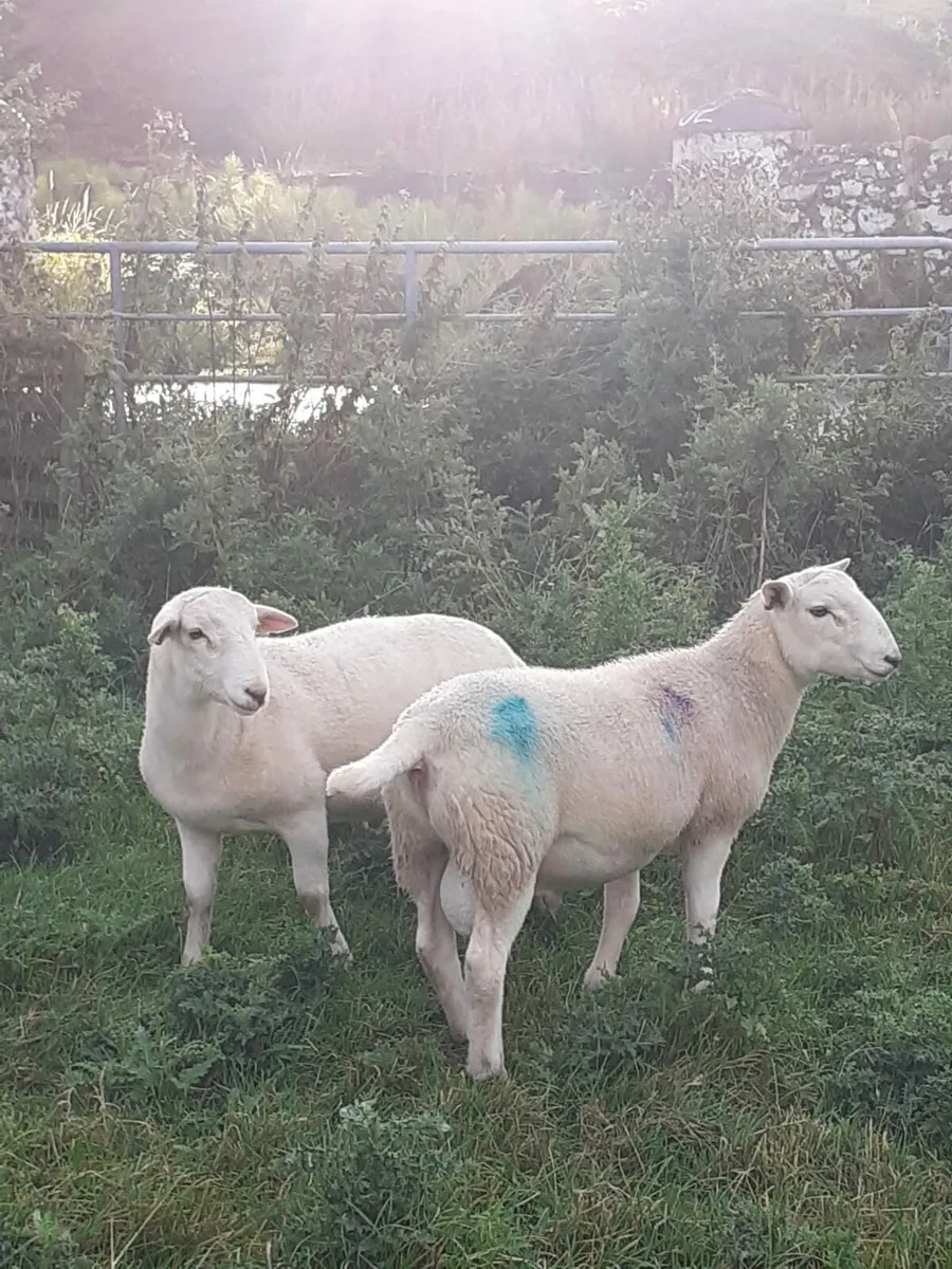 Easycare ram lambs - Image 3