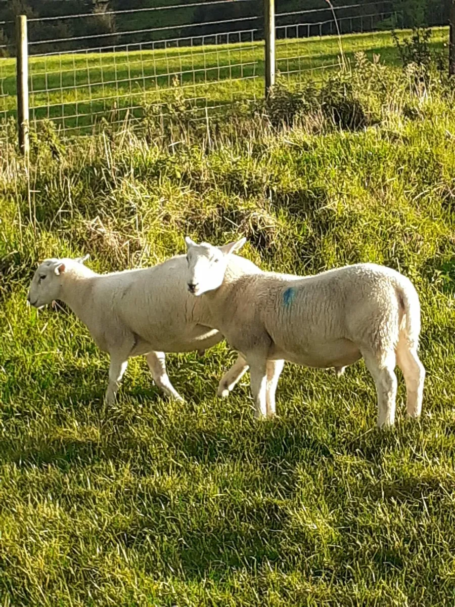 Easycare ram lambs - Image 4