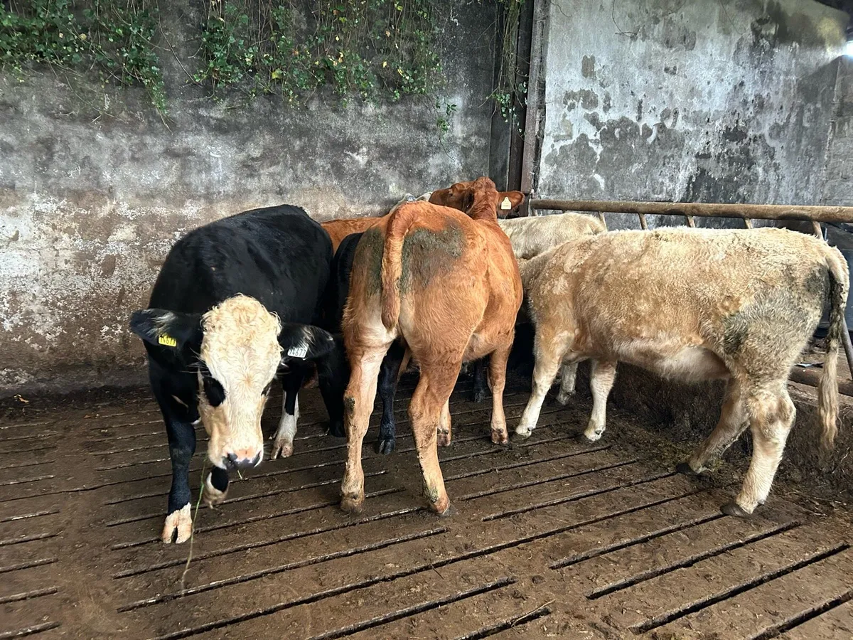 Cattle - Image 1