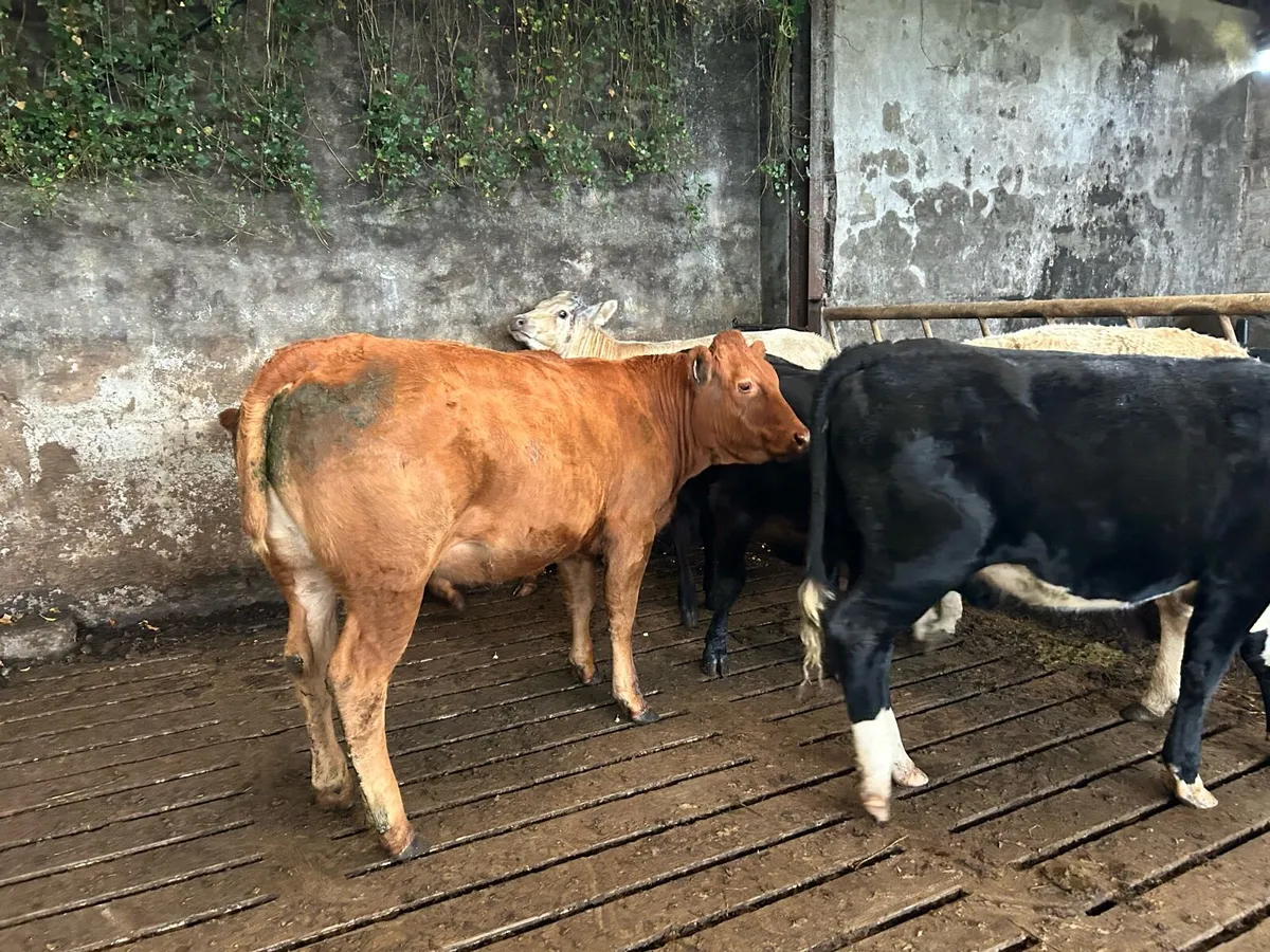 Cattle - Image 2