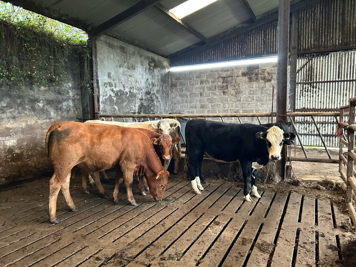 Cattle - Image 3