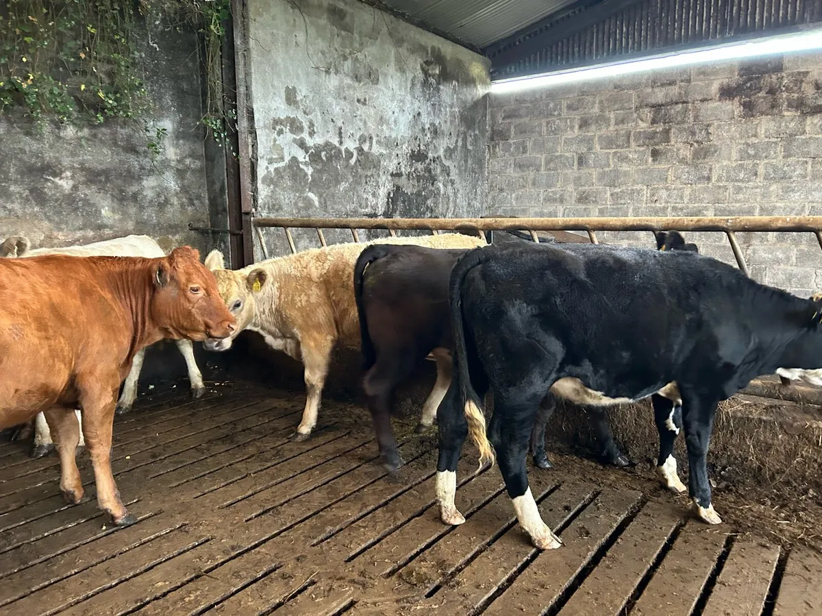 Cattle - Image 4