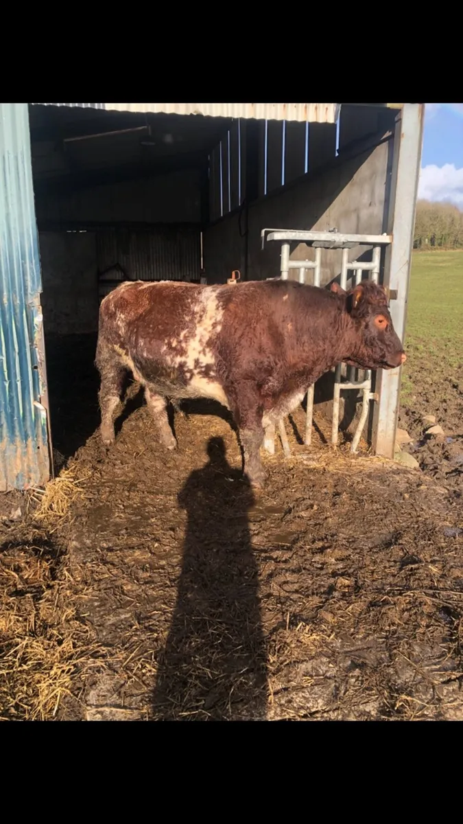 Springer heifers - Image 1