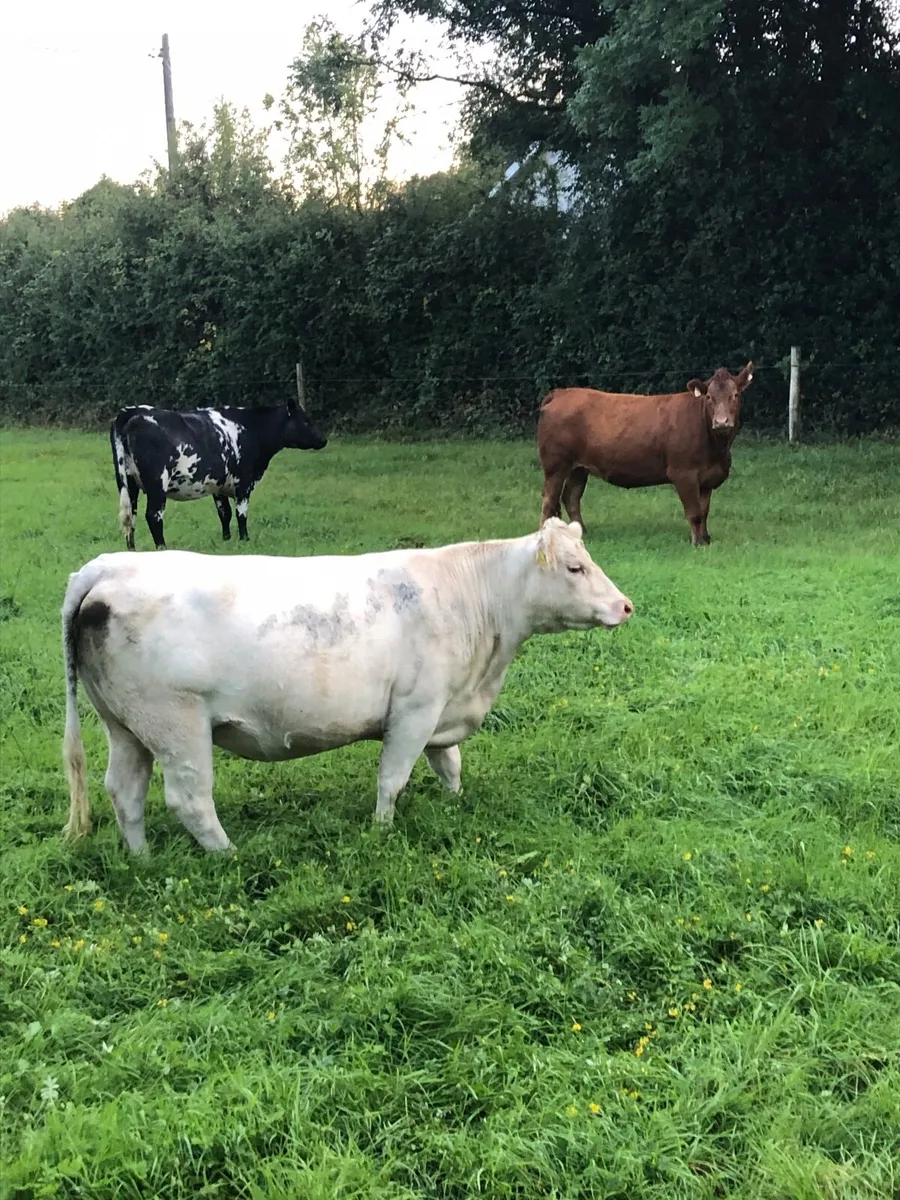Springer heifers - Image 2