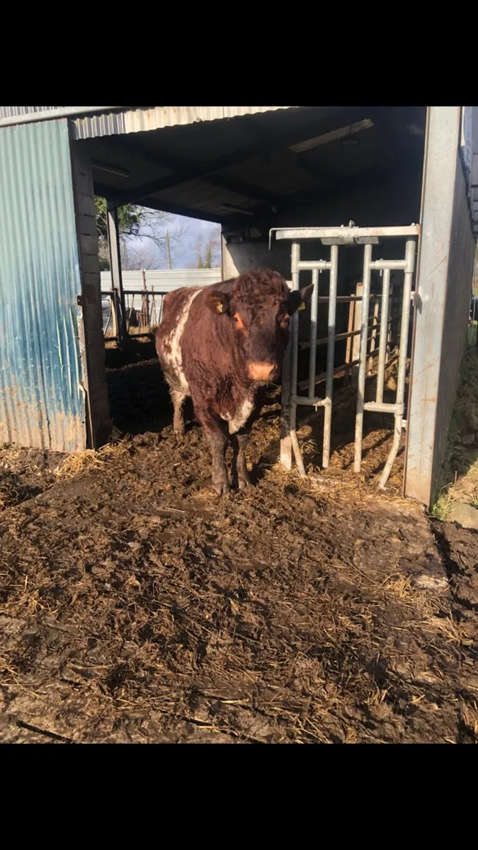 Springer heifers - Image 3