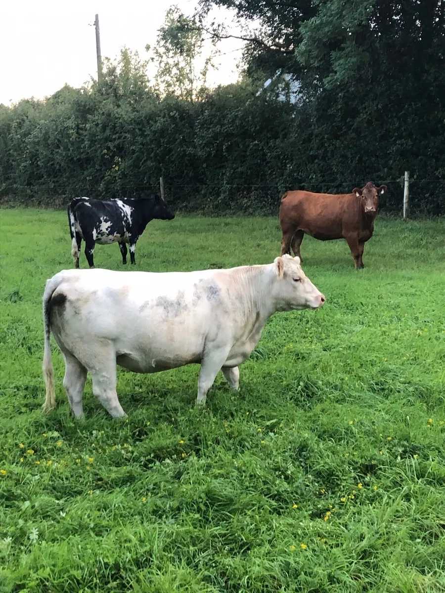 Springer heifers - Image 4