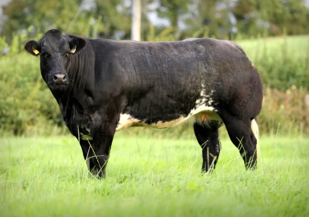 Incalf heifers for sale - Image 1
