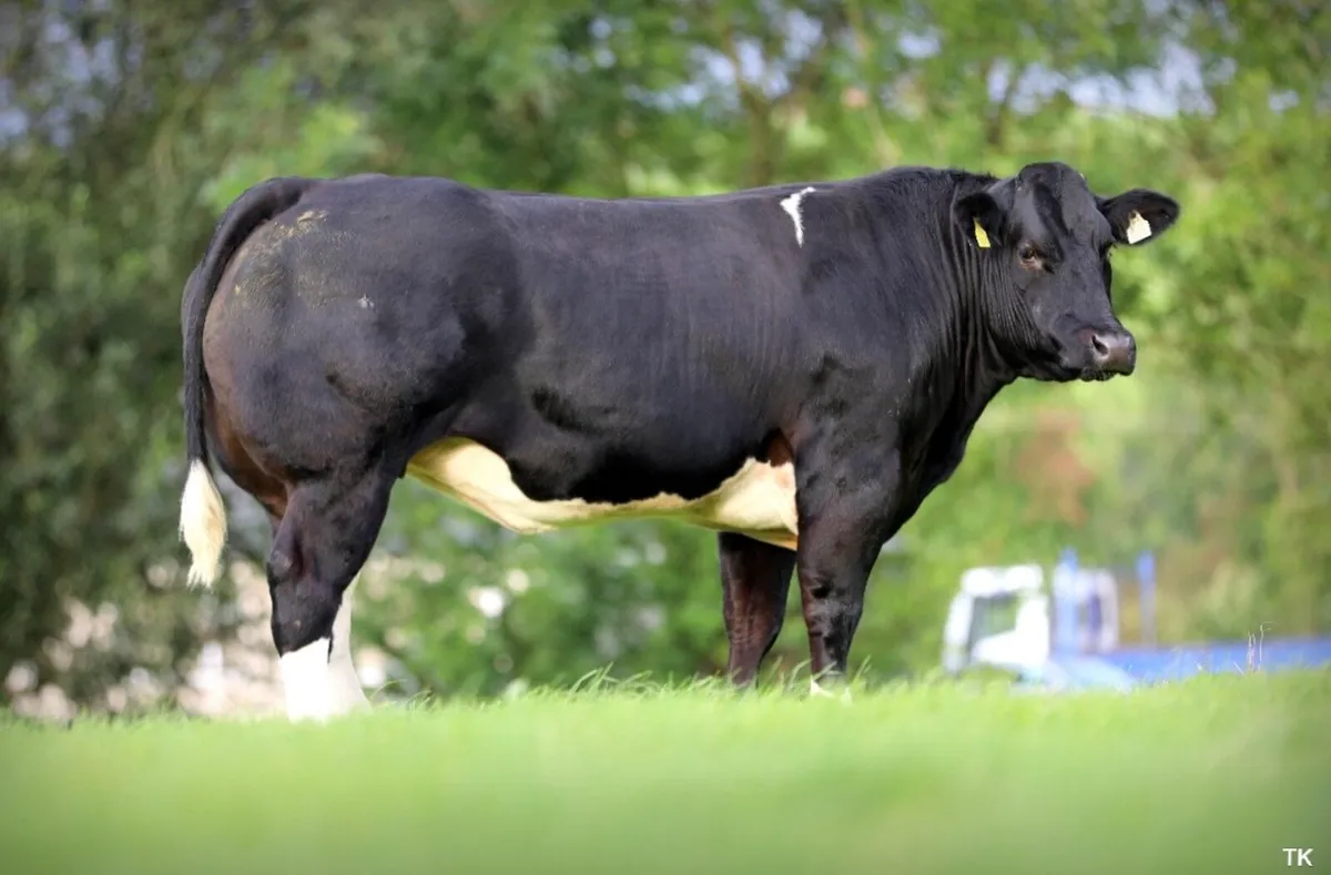 Incalf heifers for sale - Image 2