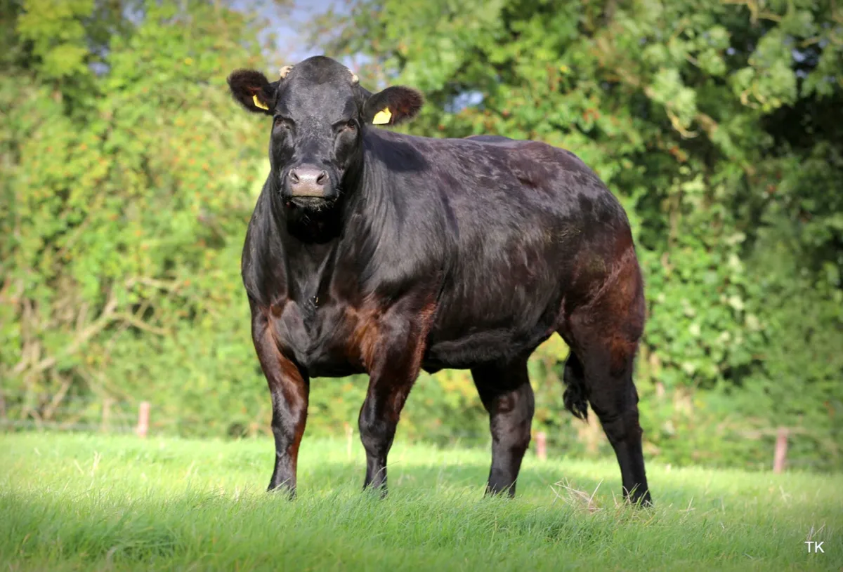Incalf heifers for sale - Image 3