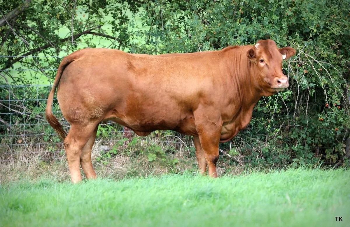 Incalf heifers for sale - Image 4