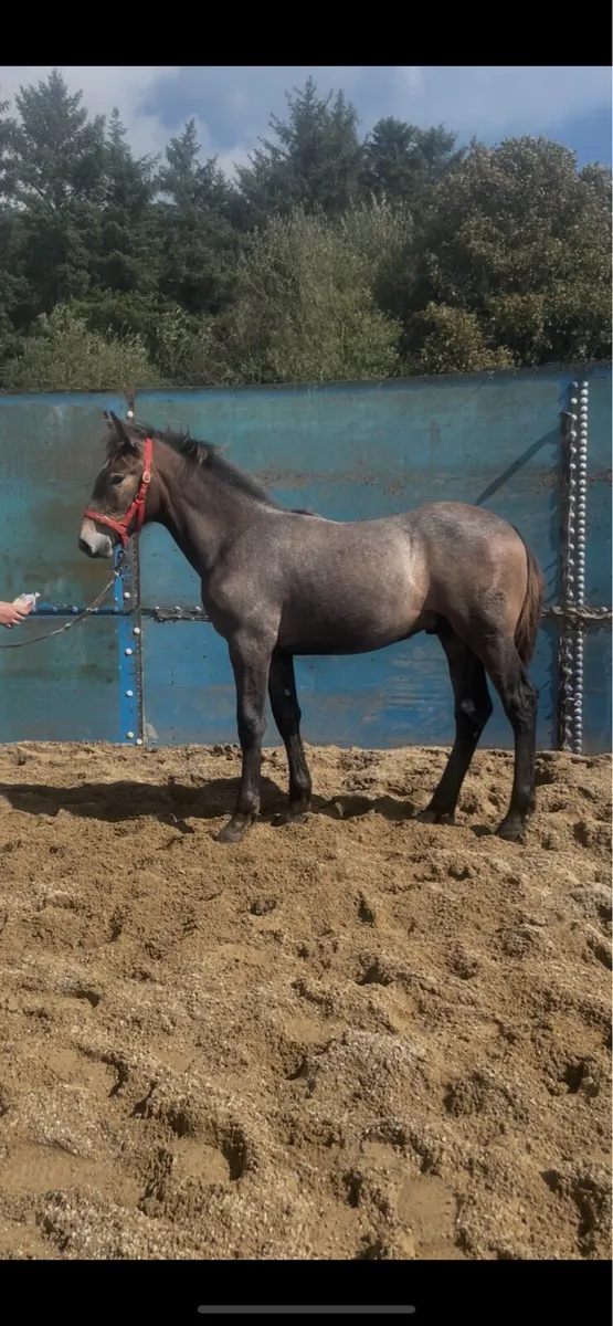 RID Colt foal STEEPED IN LUCK - Image 1