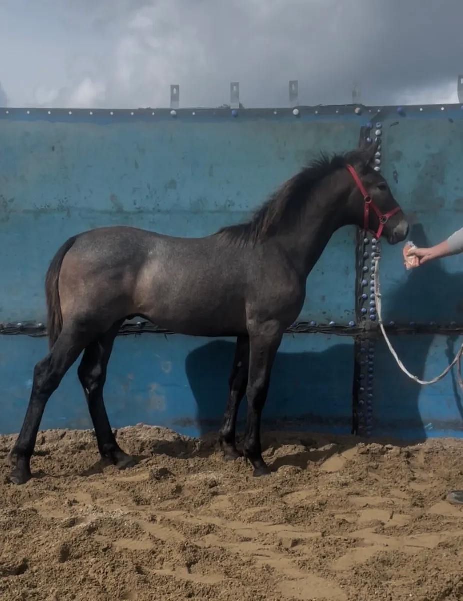 RID Colt foal STEEPED IN LUCK - Image 2