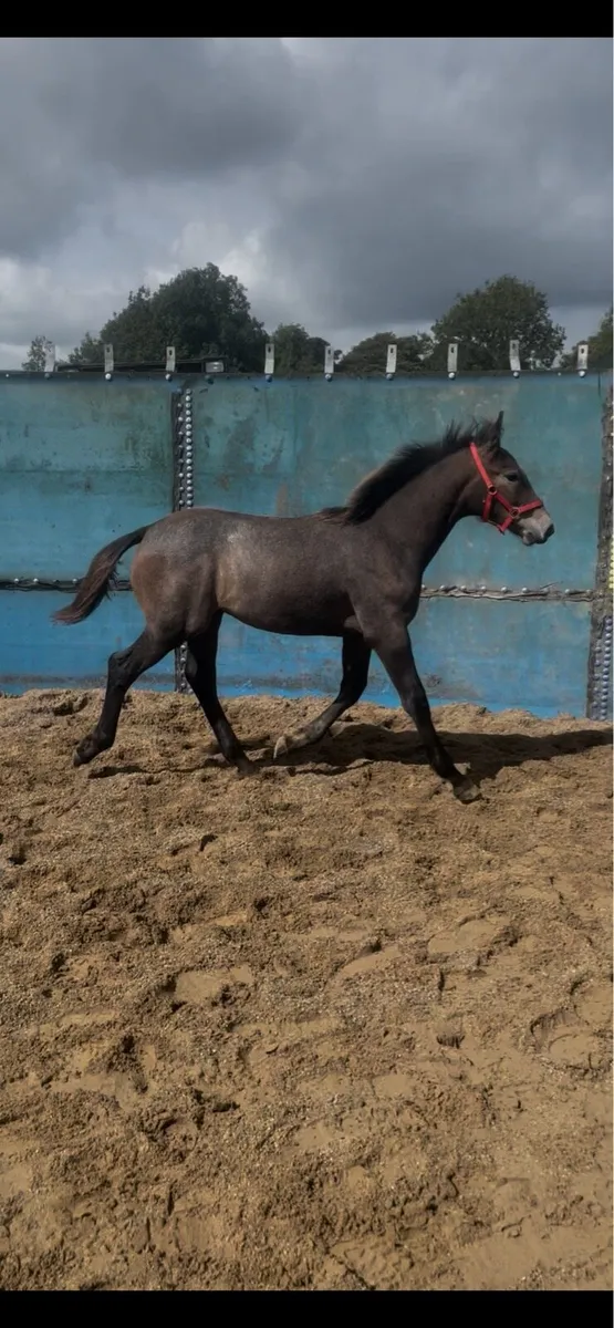 RID Colt foal STEEPED IN LUCK - Image 3