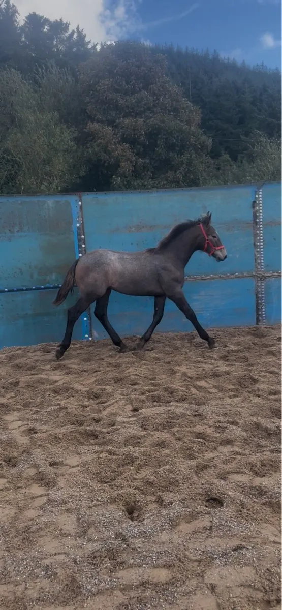 RID Colt foal STEEPED IN LUCK - Image 4