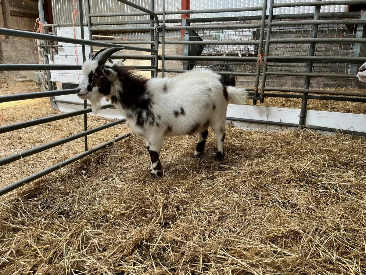 Male Pygmy Goat - Image 1