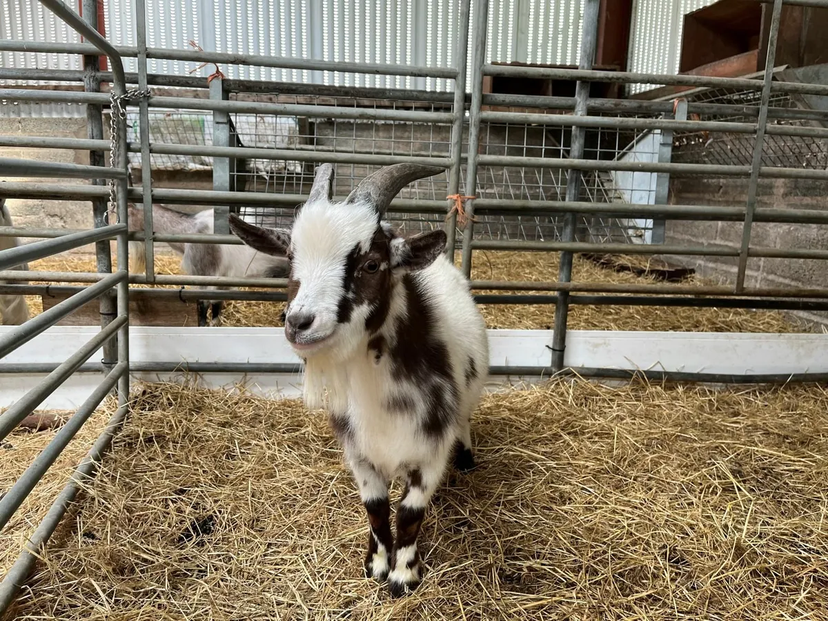 Male Pygmy Goat - Image 2