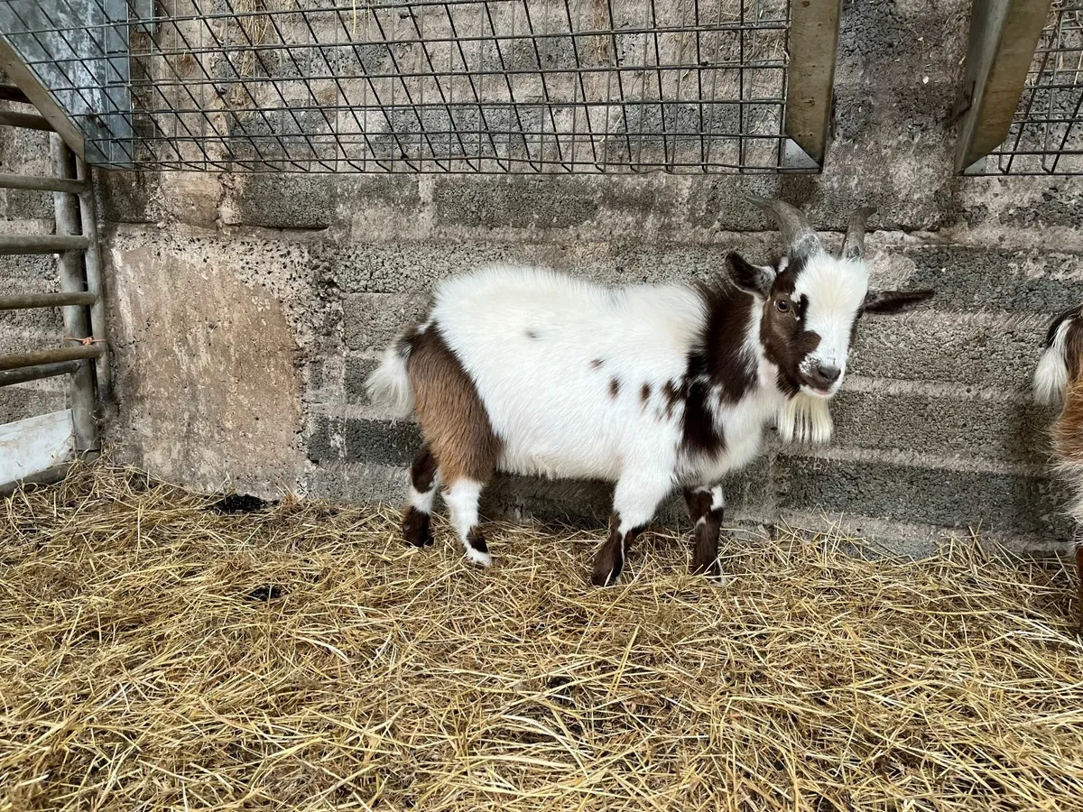 Male Pygmy Goat - Image 3
