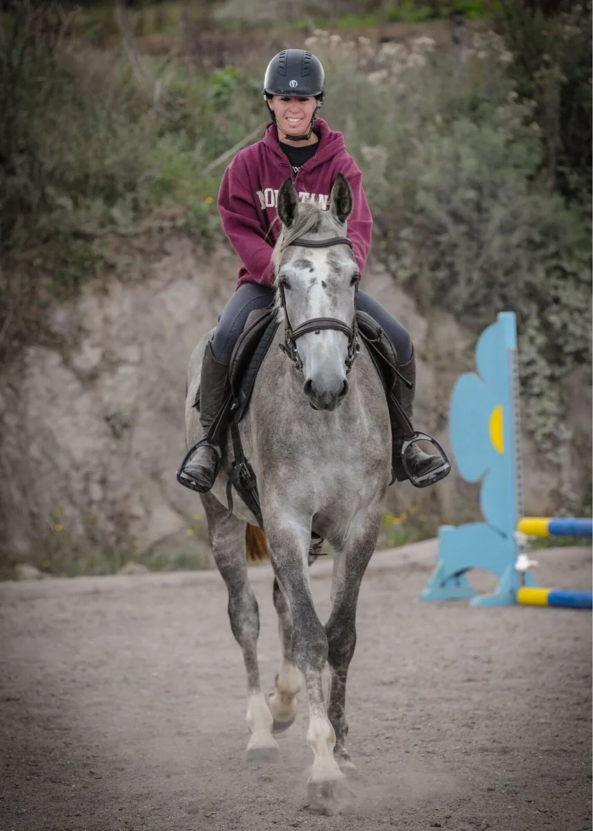 4yr 17hh Gelding - Image 3