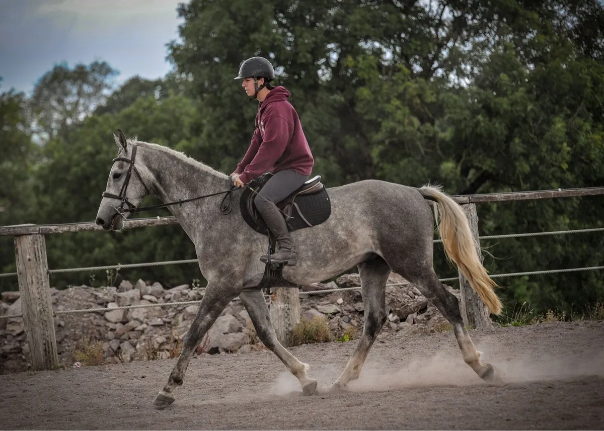 4yr 17hh Gelding - Image 4