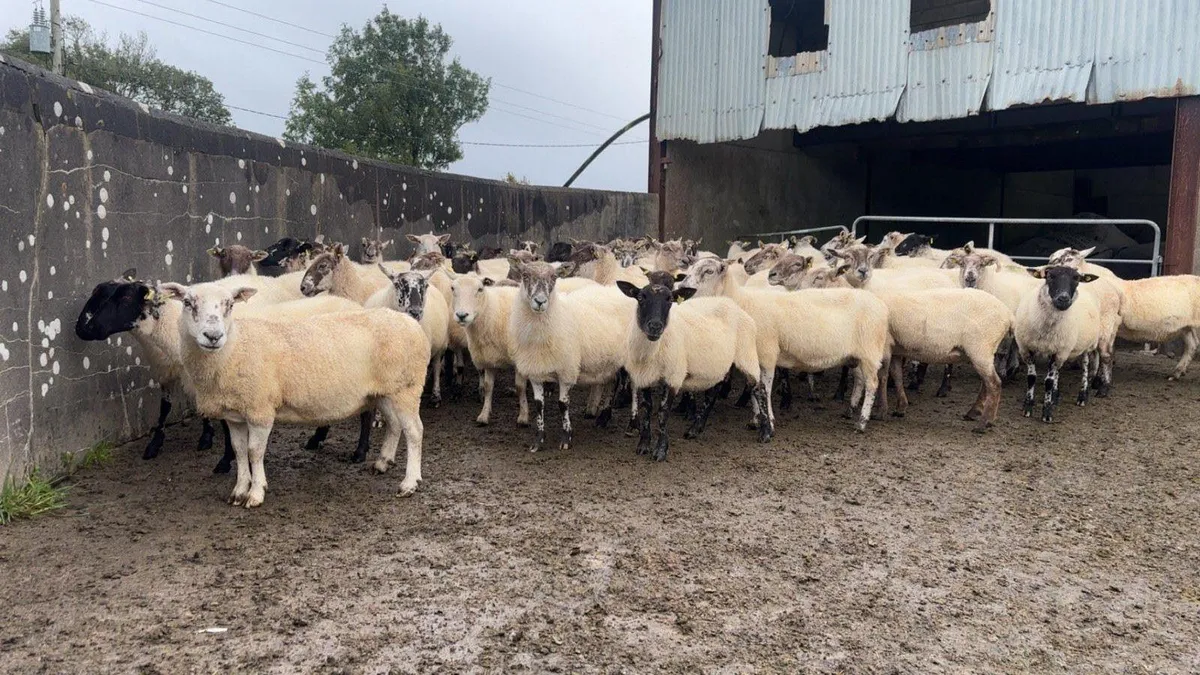 50 breeding ewes - Image 1