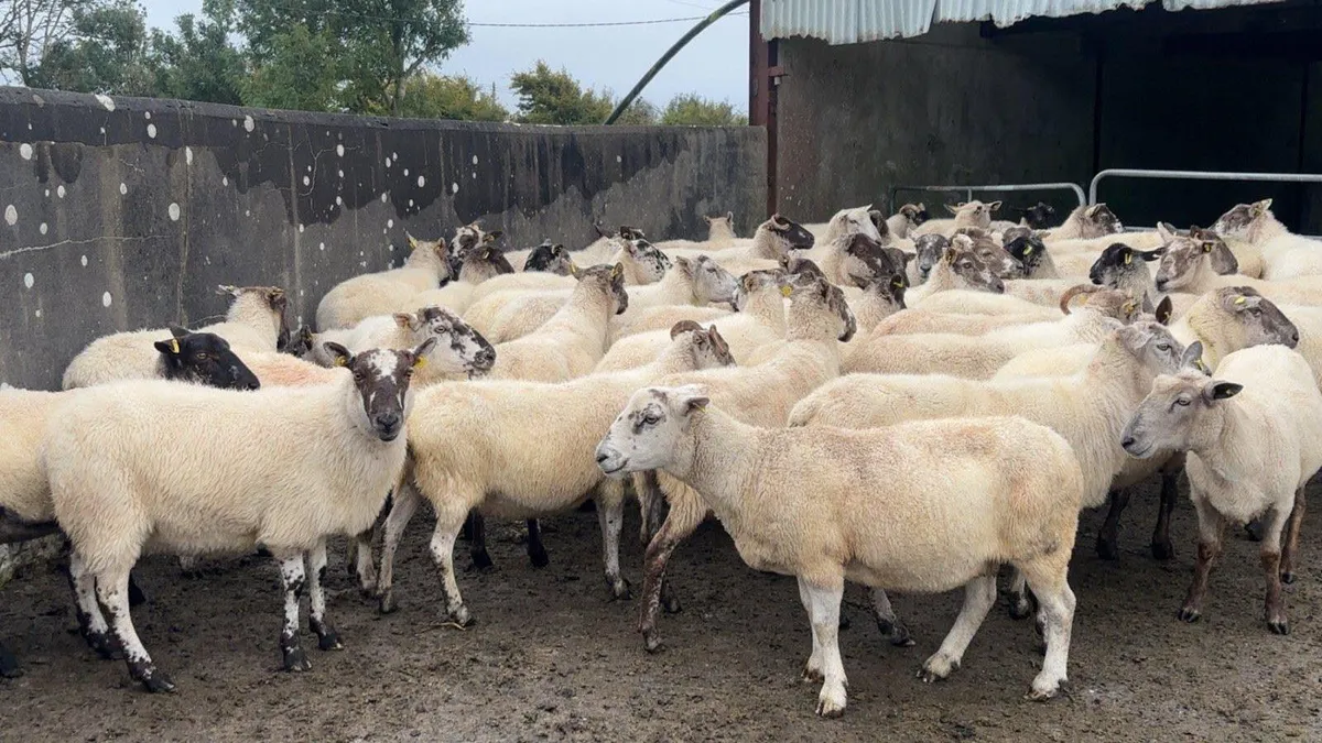 50 breeding ewes - Image 2