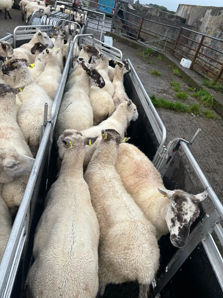 50 breeding ewes - Image 4