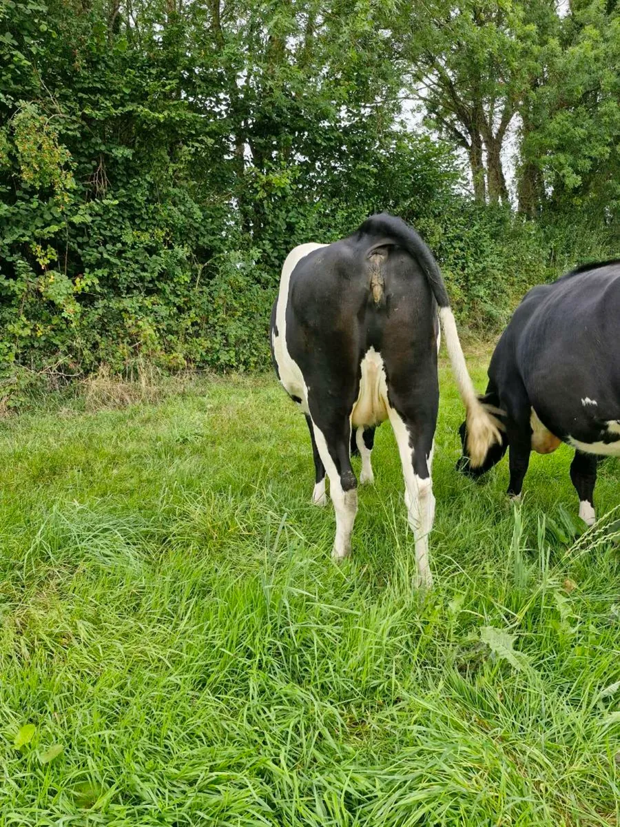 Incalf friesian heifers - Image 2