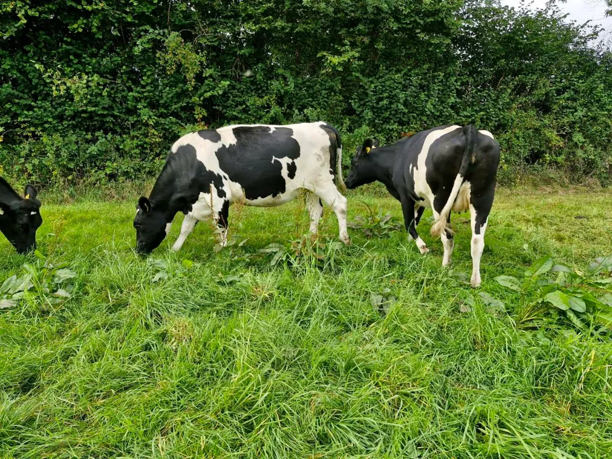 Incalf friesian heifers - Image 1