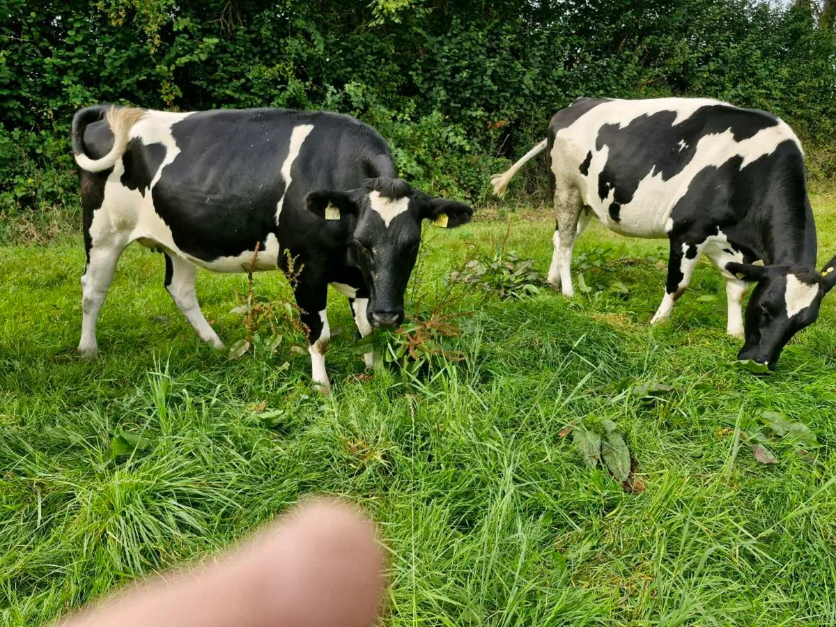 Incalf friesian heifers - Image 3