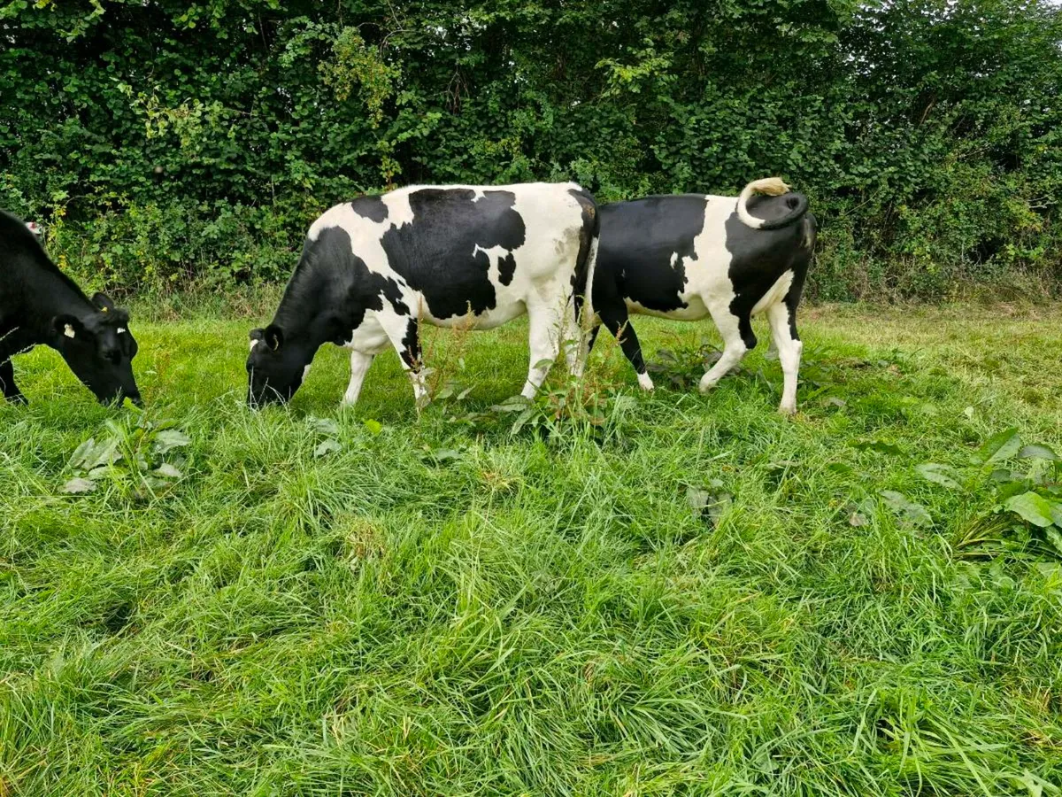 Incalf friesian heifers - Image 4