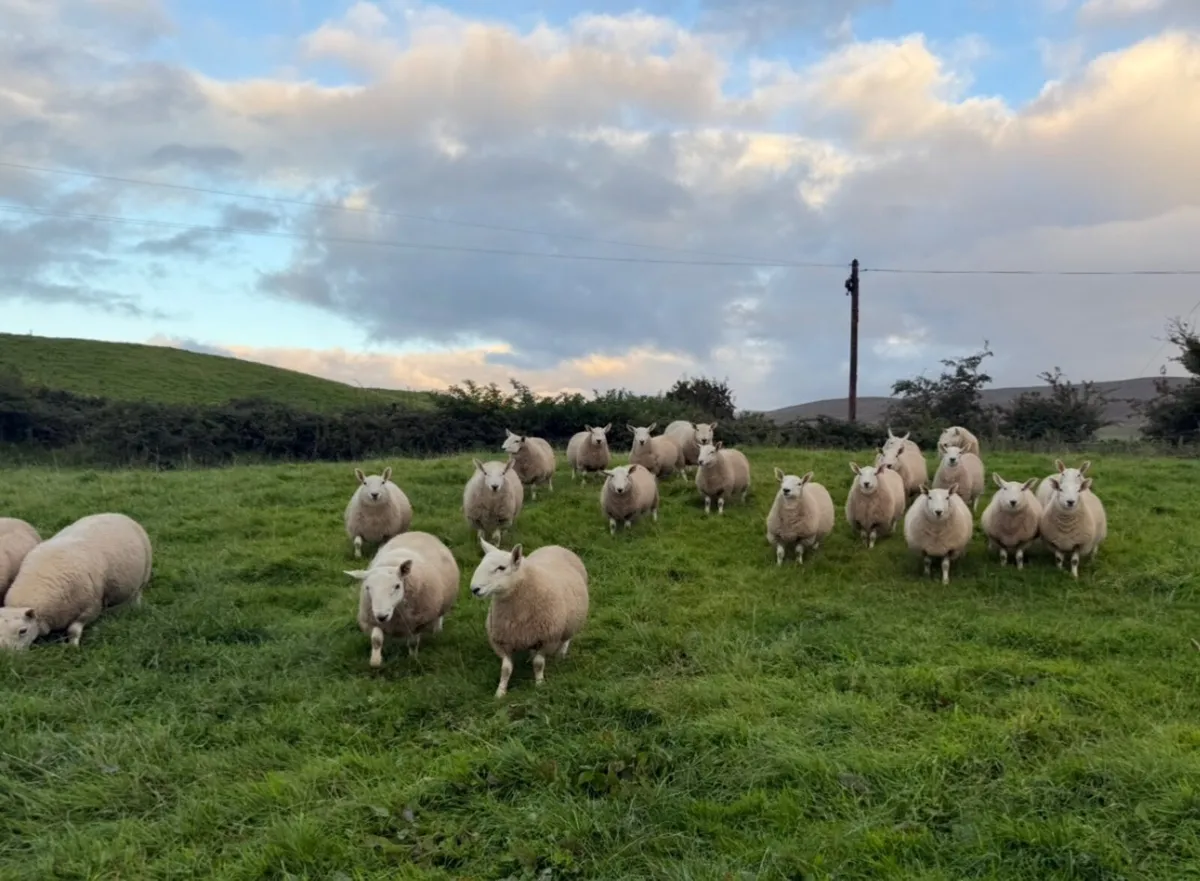 North country Cheviot ram lambs - Image 1