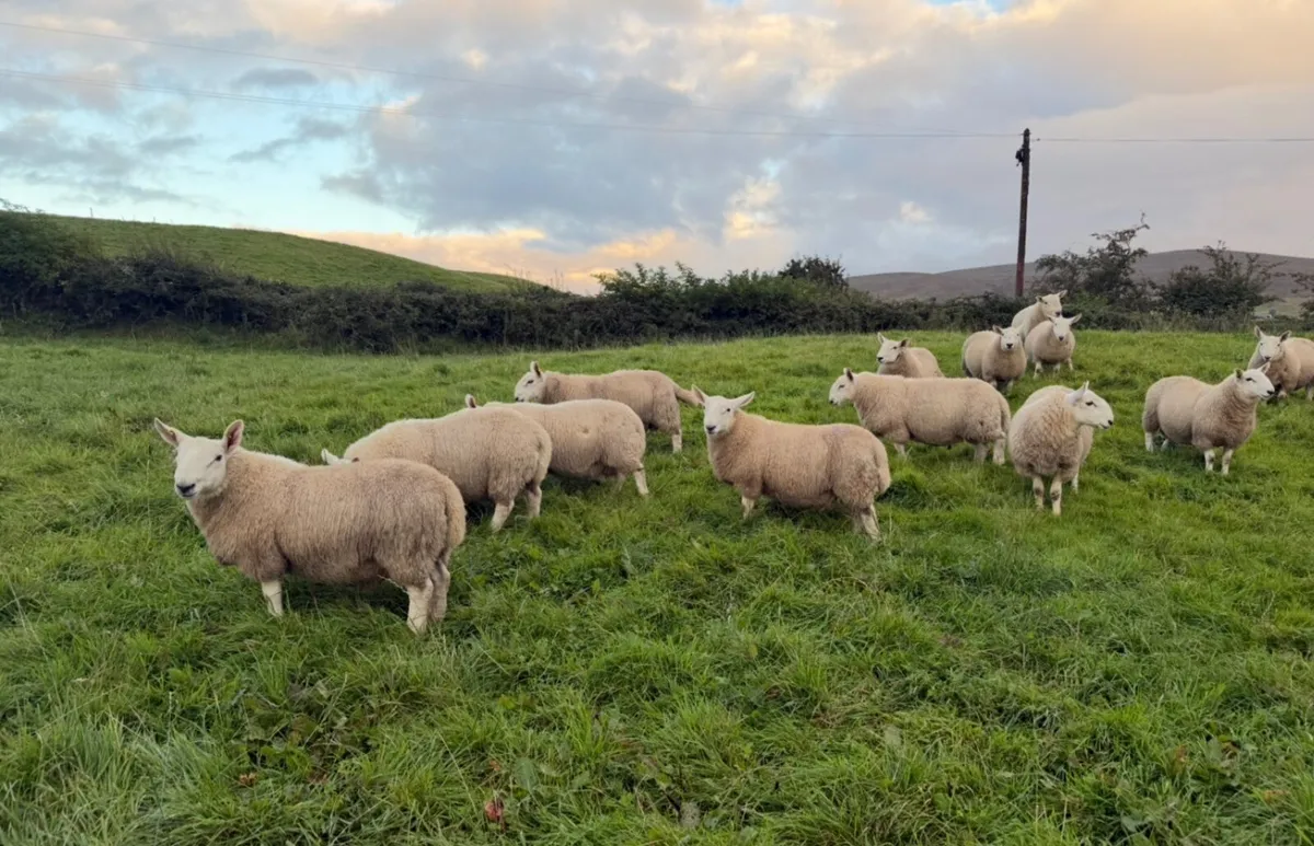 North country Cheviot ram lambs - Image 2