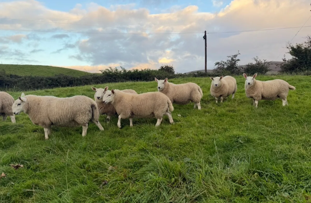 North country Cheviot ram lambs - Image 3