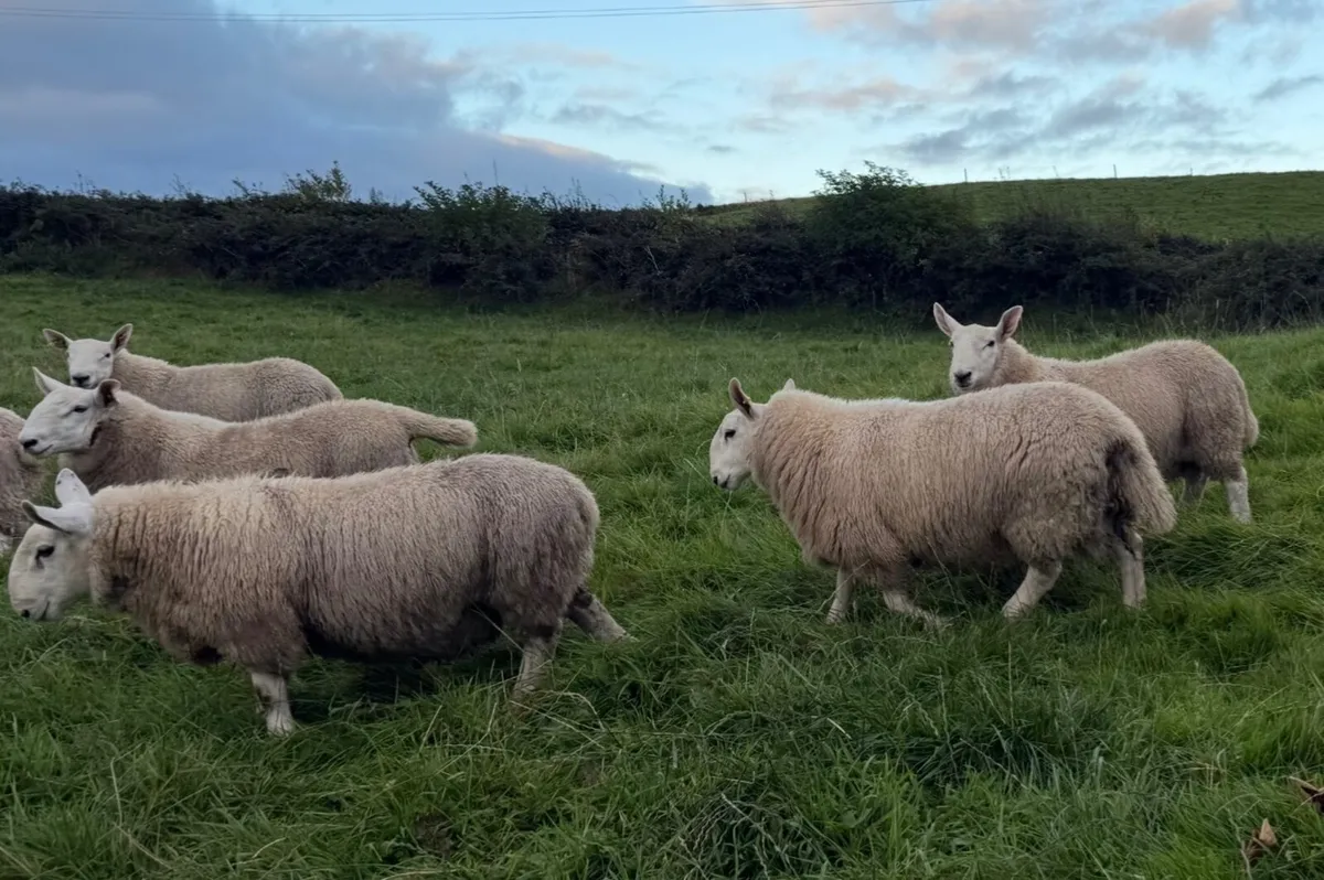 North country Cheviot ram lambs - Image 4