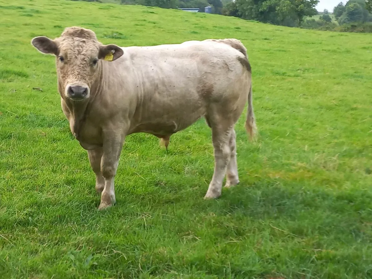 Charolais Bull weanlings - Image 1