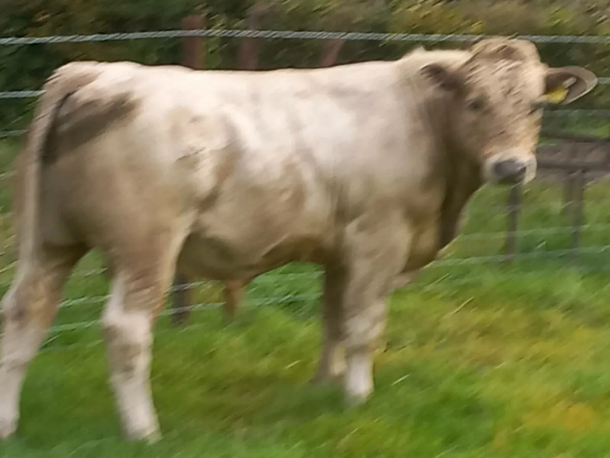 Charolais Bull weanlings - Image 2