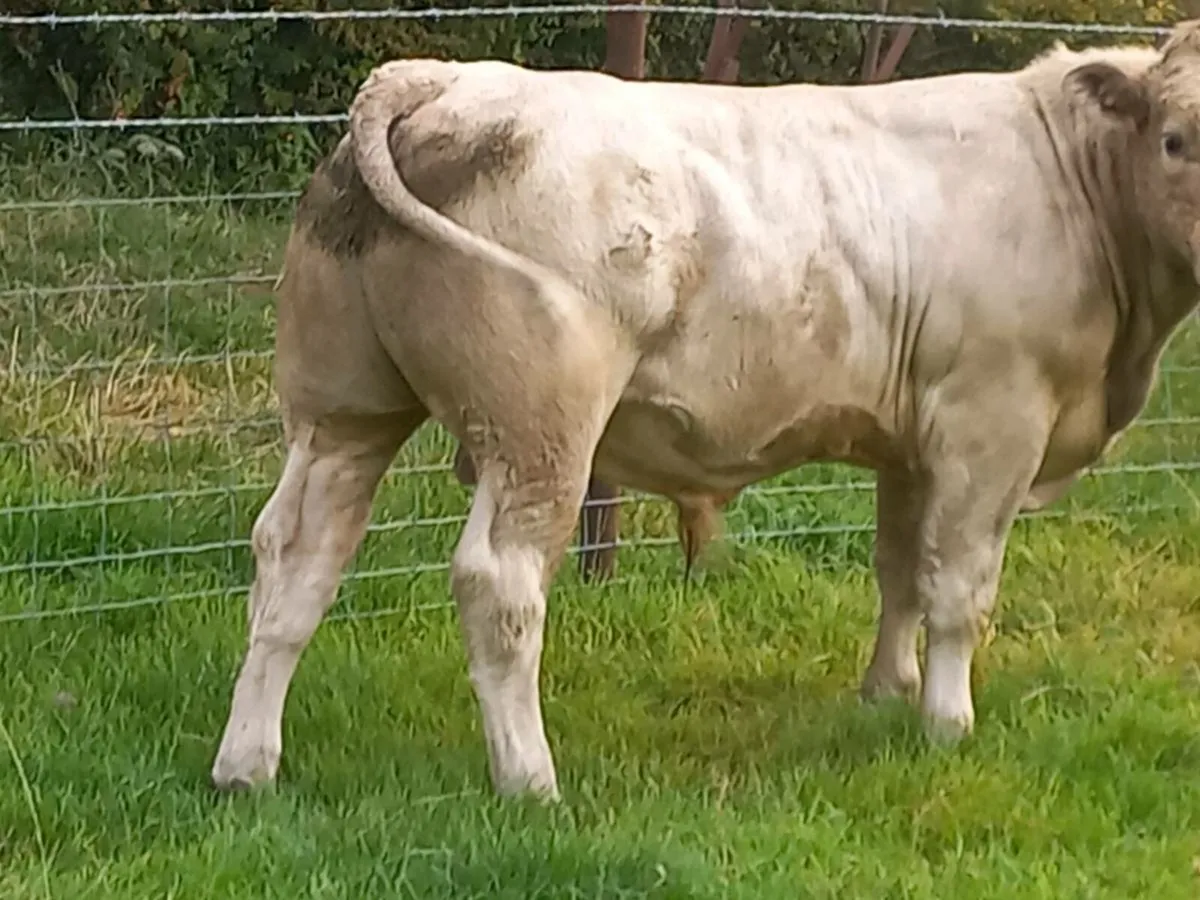 Charolais Bull weanlings - Image 3