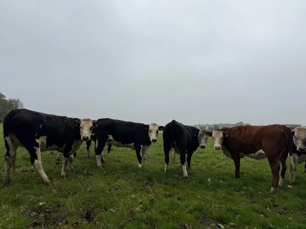 Hereford heifers x14 - Image 1