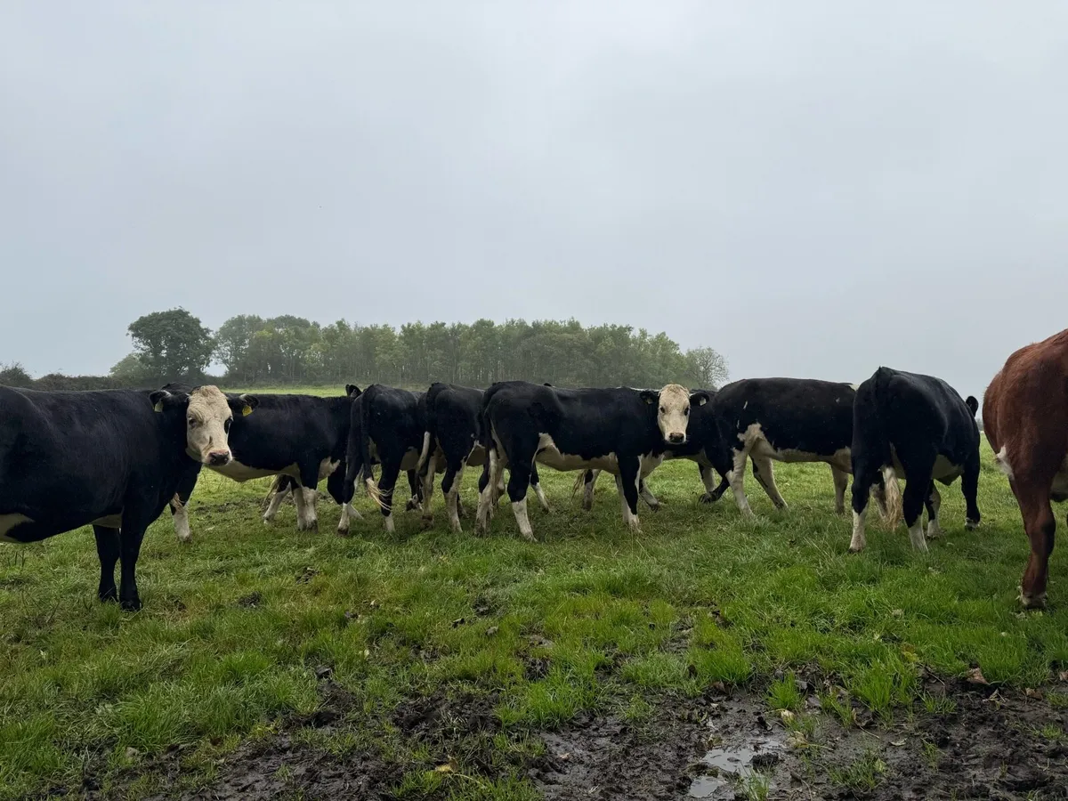 Hereford heifers x14 - Image 2