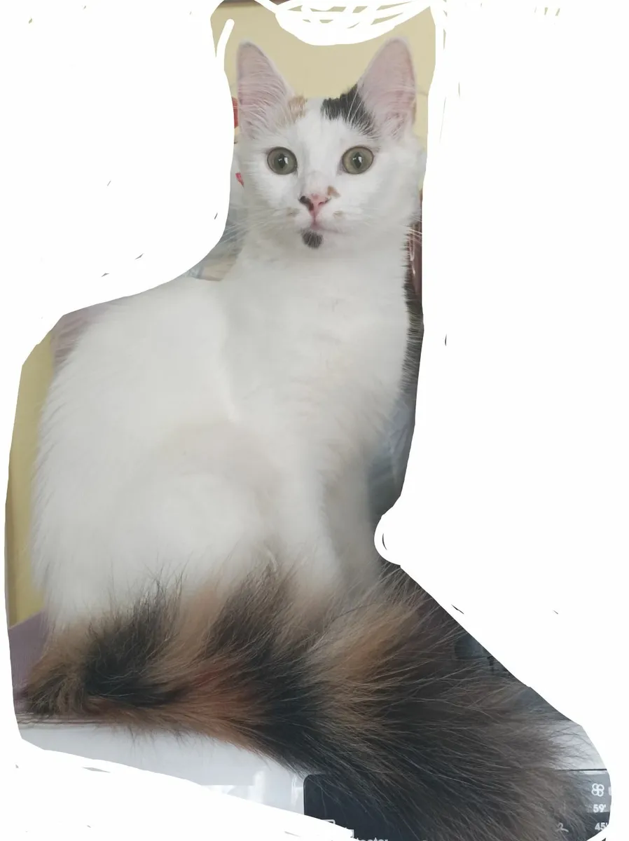 Turkish Van kittens - Image 2