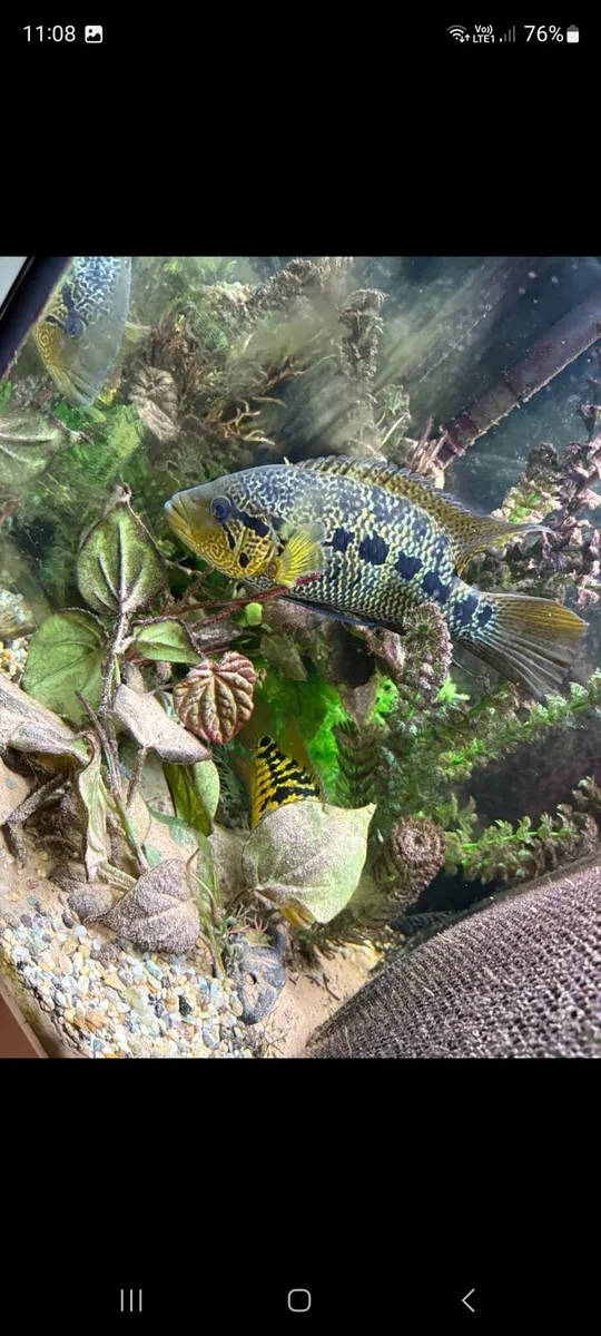 Breeding pair of veja bluespot €50 - Image 1