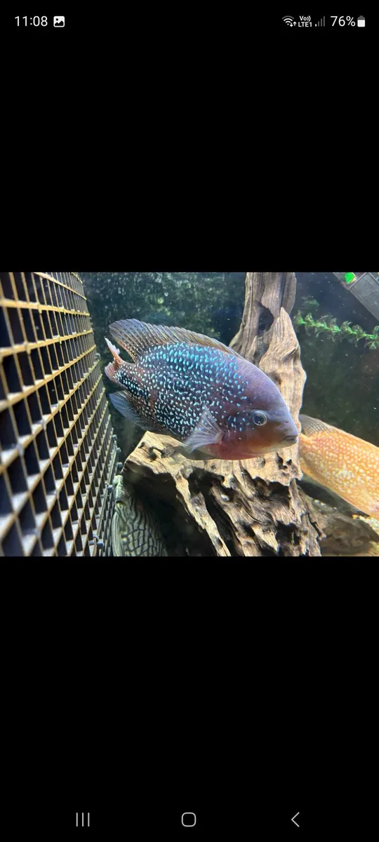 Breeding pair of veja bluespot €50 - Image 2
